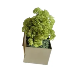 Pot métal à poser Ti'Cub - l. 7 x h. 13 x pr. 7 cm - avec brassica - bac h. 7 cm