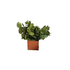 Pot métal à poser Ti'Cub - l. 7 x h. 20 x pr. 7 cm - avec eucalyptus - bac h. 7 cm