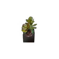 Pot métal à poser Ti'Cub - l. 7 x h. 13 x pr. 7 cm - avec sedum - bac h. 7 cm